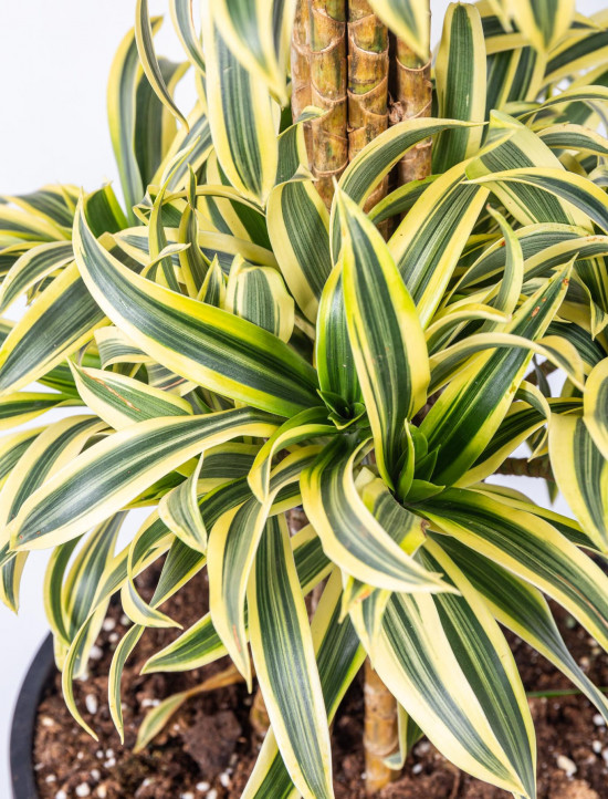 Dračinec reflexa, Dracaena Song of India, třípatrový, průměr květináče 27 cm-12044