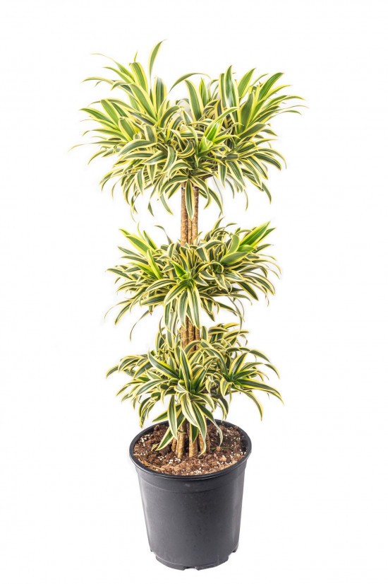Dračinec reflexa, Dracaena Song of India, třípatrový, průměr květináče 27 cm-12045