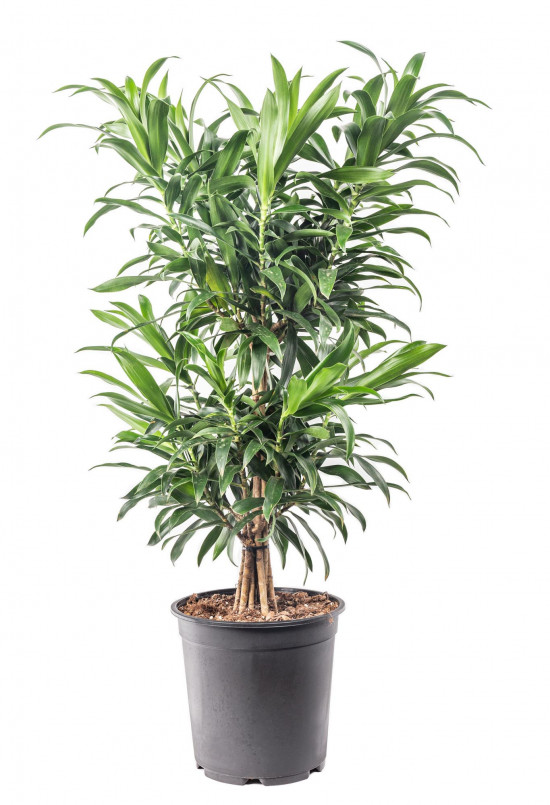 Dračinec reflexa, Dracaena Song of La Tigra, průměr květináče 24 cm