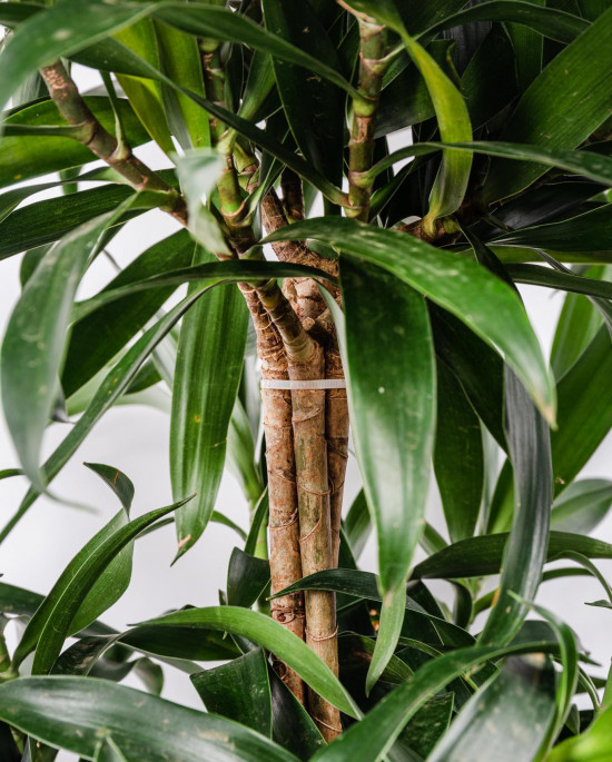 Dračinec reflexa, Dracaena Song of La Tigra, průměr květináče 24 cm-12024