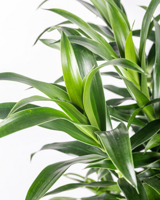Dračinec reflexa, Dracaena Song of La Tigra, průměr květináče 24 cm-12025