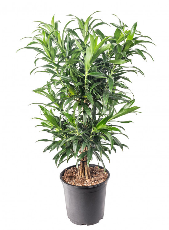 Dračinec reflexa, Dracaena Song of La Tigra, průměr květináče 24 cm-12026
