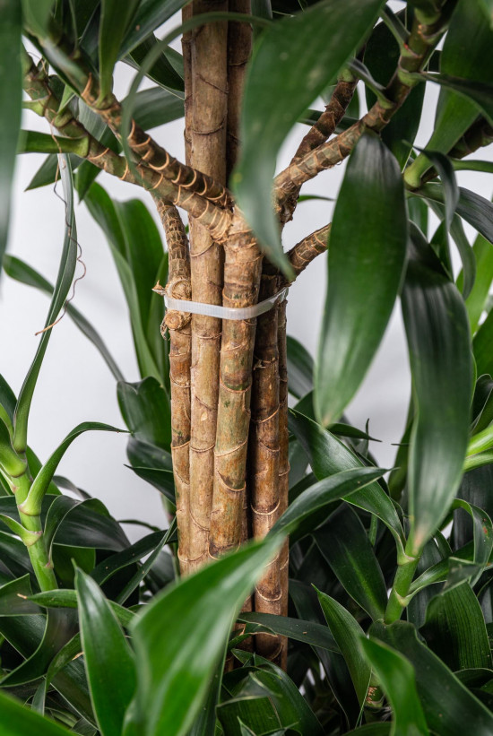 Dračinec reflexa, Dracaena Song of La Tigra, průměr květináče 27 cm-12015