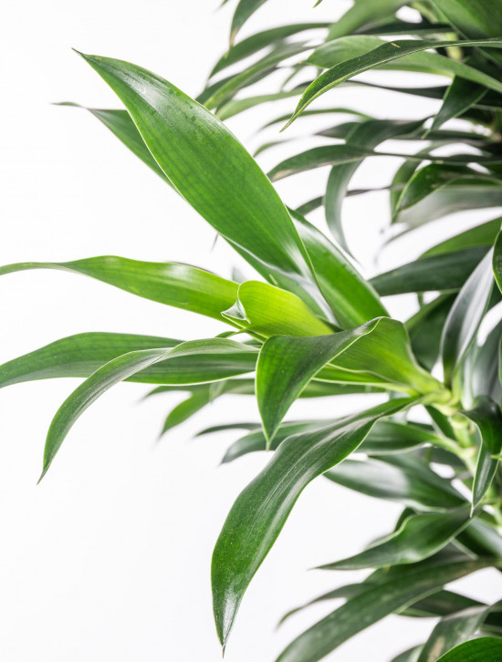 Dračinec reflexa, Dracaena Song of La Tigra, průměr květináče 27 cm-12016