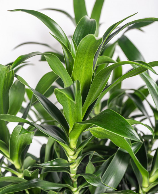 Dračinec reflexa, Dracaena Song of La Tigra, průměr květináče 27 cm-12017