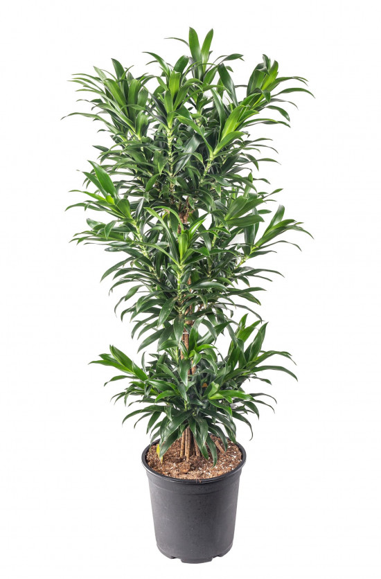 Dračinec reflexa, Dracaena Song of La Tigra, průměr květináče 27 cm-12018