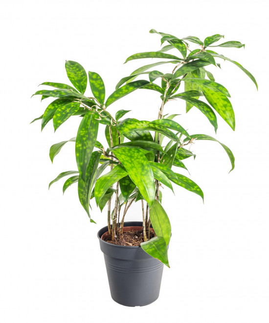 Dračinec šlahounovitý, Dracaena surculosa, průměr květináče 12 cm