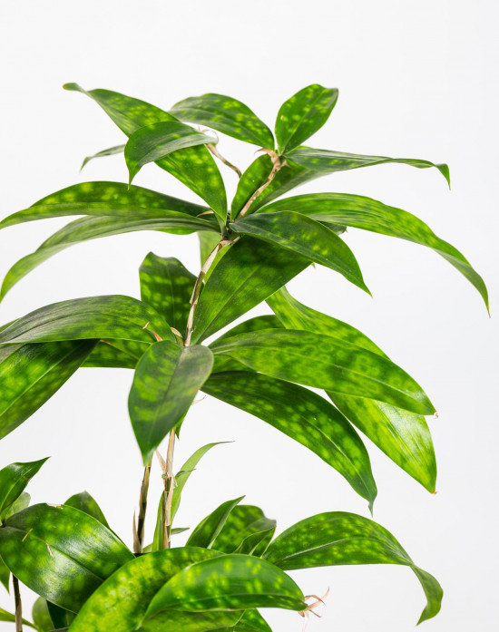 Dračinec šlahounovitý, Dracaena surculosa, průměr květináče 12 cm-18156