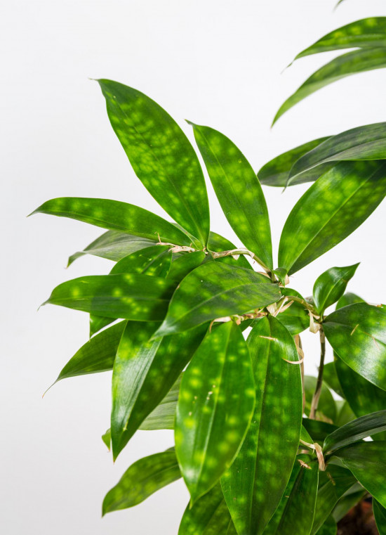 Dračinec šlahounovitý, Dracaena surculosa, průměr květináče 12 cm-18157