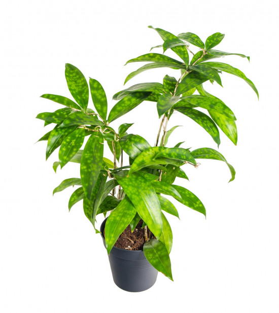 Dračinec šlahounovitý, Dracaena surculosa, průměr květináče 12 cm-18158