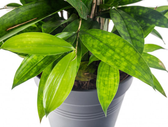 Dračinec šlahounovitý, Dracaena surculosa, průměr květináče 17 cm-7419