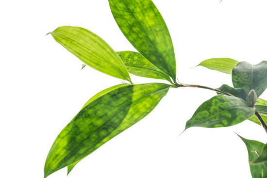 Dračinec šlahounovitý, Dracaena surculosa, průměr květináče 17 cm-7420
