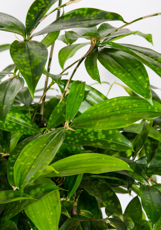 Dračinec šlahounovitý, Dracaena surculosa, průměr květináče 24 cm-27018