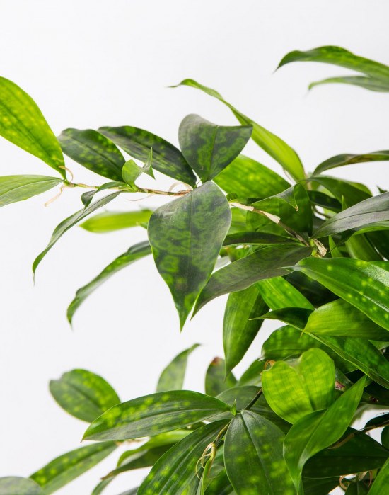 Dračinec šlahounovitý, Dracaena surculosa, průměr květináče 24 cm-27019