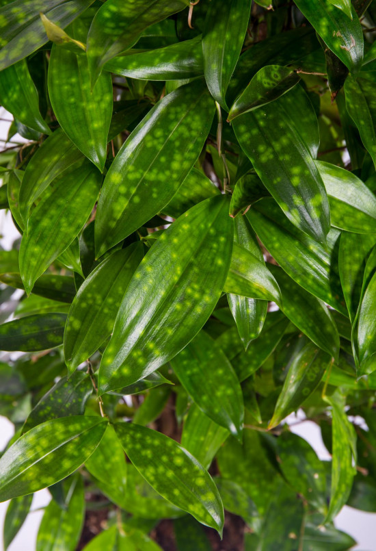 Dračinec šlahounovitý, Dracaena surculosa, průměr květináče 24 cm-27020
