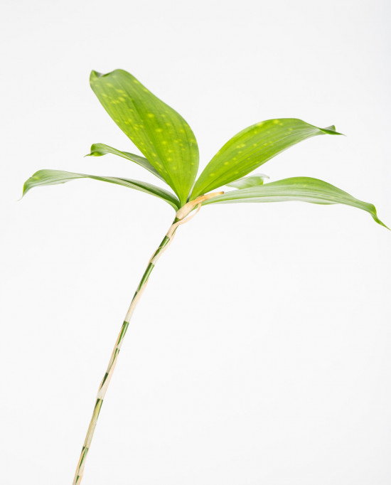 Dračinec šlahounovitý, Dracaena surculosa, průměr květináče 24 cm-27021