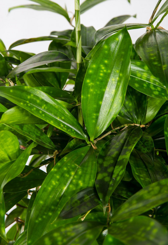 Dračinec šlahounovitý, Dracaena surculosa, průměr květináče 24 cm-27022