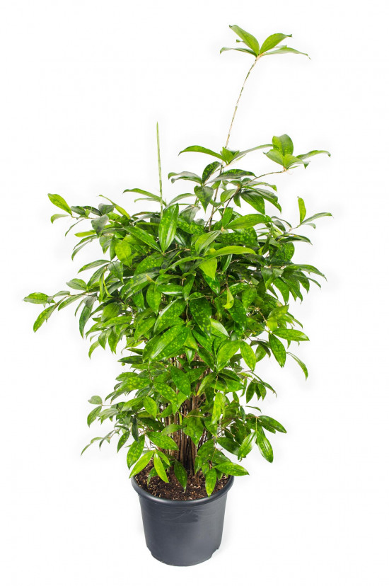 Dračinec šlahounovitý, Dracaena surculosa, průměr květináče 24 cm-27023