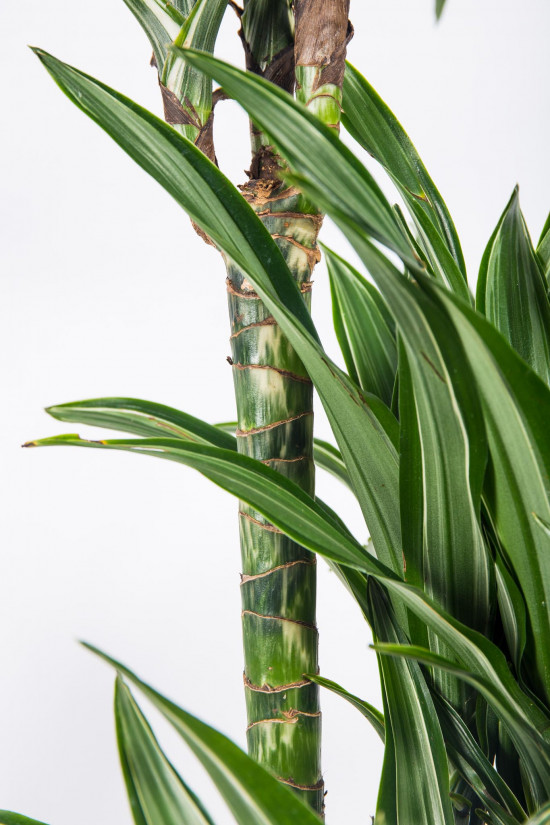 Dračinec vonný, Dracaena fragrans, 3 výhony, průměr květináče 21 cm-17469