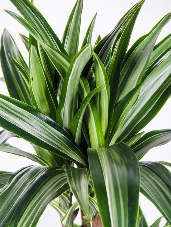 Dračinec vonný, Dracaena fragrans, 3 výhony, průměr květináče 21 cm-17470