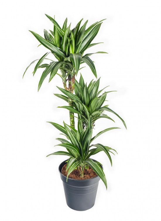 Dračinec vonný, Dracaena fragrans, 3 výhony, průměr květináče 21 cm-17471