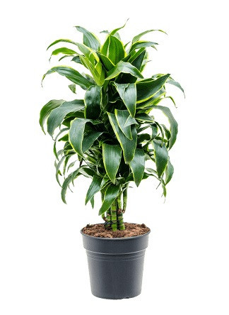 Dračinec vonný, Dracaena fragrans Dorado, průměr květináče 21 cm