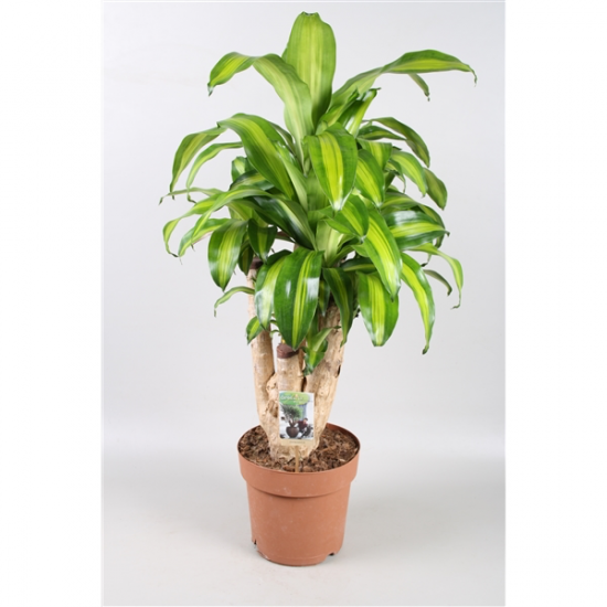 Dračinec vonný, Dracaena fragrans Massangeana, 2 výhony, průměr květináče 17 cm-3327