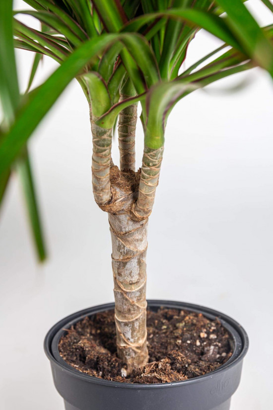 Dračinec vroubený, Dracaena marginata, 1 výhon, průměr květináče 11 cm-23398