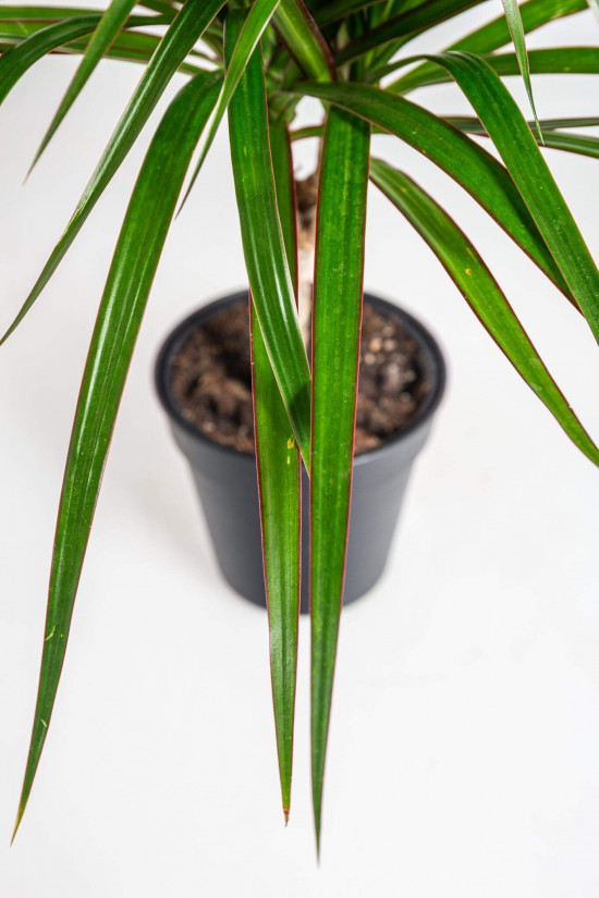 Dračinec vroubený, Dracaena marginata, 1 výhon, průměr květináče 11 cm-23399