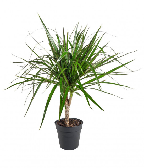 Dračinec vroubený, Dracaena marginata, 1 výhon, průměr květináče 11 cm