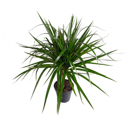 Dračinec vroubený, Dracaena marginata, 1 výhon, průměr květináče 11 cm-23529