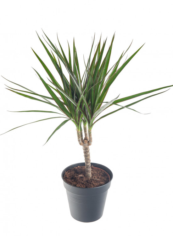 Dračinec vroubený, Dracaena marginata, 1 výhon, průměr květináče 12 cm-7379