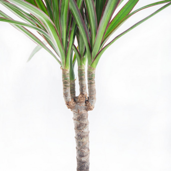 Dračinec vroubený, Dracaena marginata, 1 výhon, průměr květináče 12 cm-7380