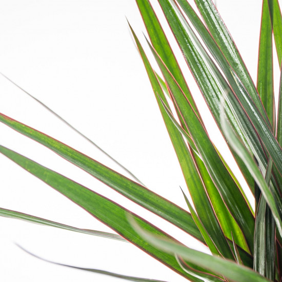 Dračinec vroubený, Dracaena marginata, 1 výhon, průměr květináče 12 cm-7381