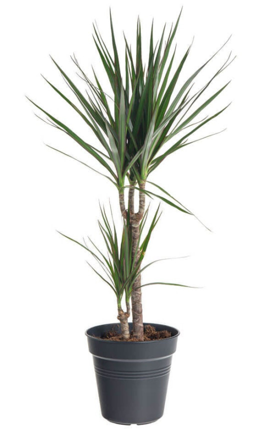 Dračinec vroubený, Dracaena marginata, 2 výhony, průměr květináče 17 cm