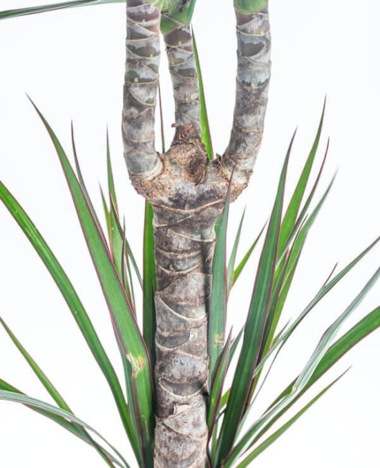 Dračinec vroubený, Dracaena marginata, 2 výhony, průměr květináče 17 cm-29968