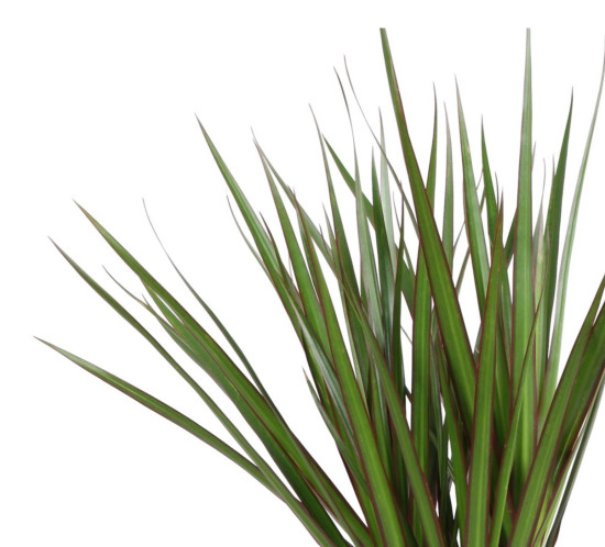 Dračinec vroubený, Dracaena marginata, 2 výhony, průměr květináče 17 cm-29969