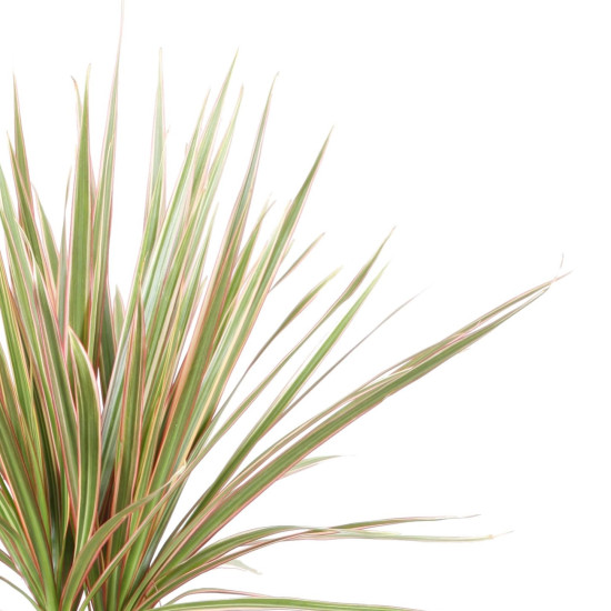 Dračineč vroubený, Dracaena marginata Bicolor, 2 výhony, průměr květináče 17 cm-29971