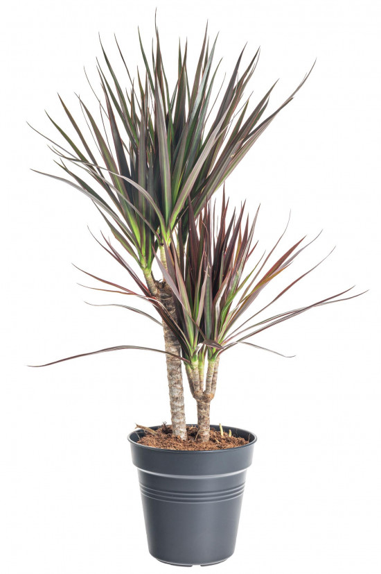 Dračinec vroubený, Dracaena marginata Magenta, 2 výhony, průměr květináče 17 cm
