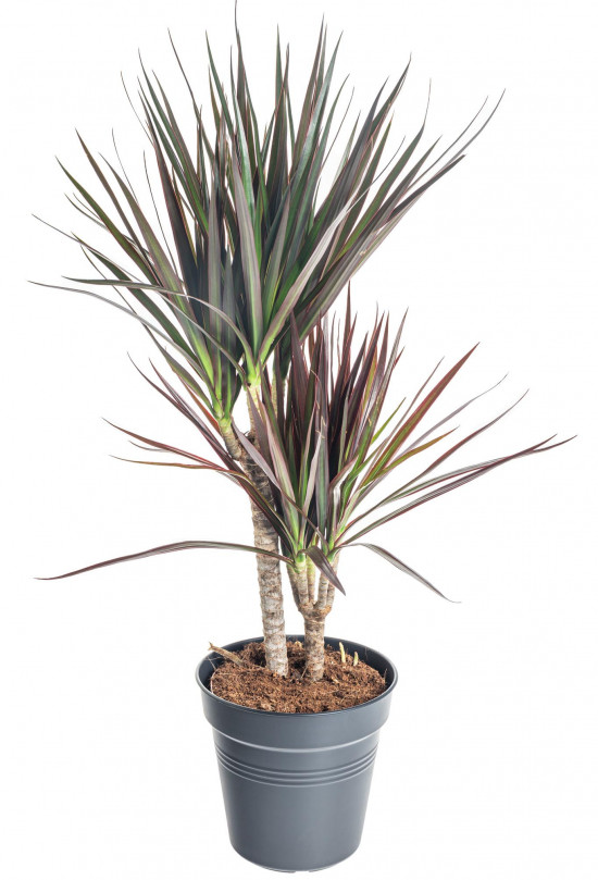 Dračinec vroubený, Dracaena marginata Magenta, 2 výhony, průměr květináče 17 cm-7429