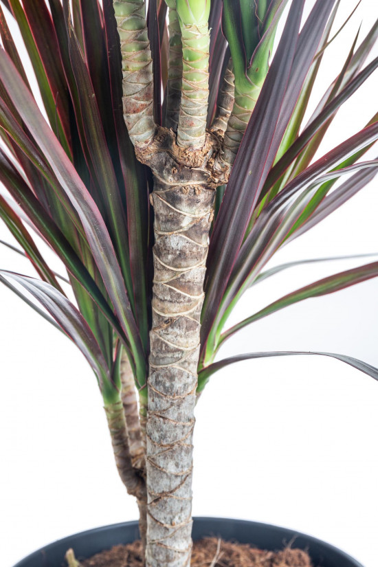 Dračinec vroubený, Dracaena marginata Magenta, 2 výhony, průměr květináče 17 cm-7430