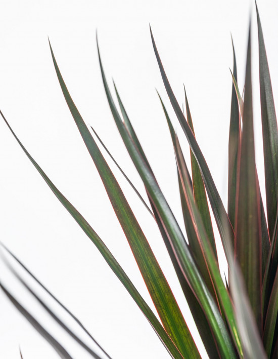 Dračinec vroubený, Dracaena marginata Magenta, 2 výhony, průměr květináče 17 cm-7431
