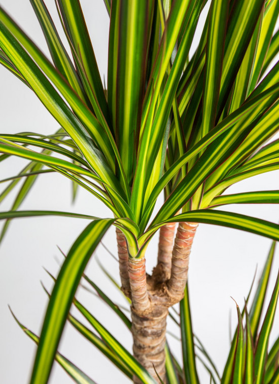 Dračinec vroubený, Dracaena marginata Sunray, 2 výhony, průměr květináče 21 cm-18919