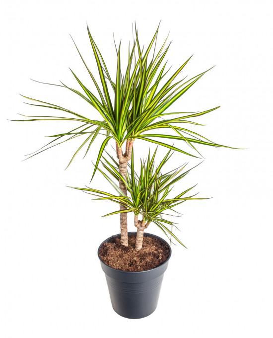 Dračinec vroubený, Dracaena marginata Sunray, 2 výhony, průměr květináče 21 cm-18920
