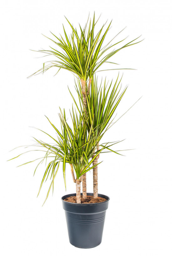 Dračinec vroubený, Dracaena marginata Sunray, 3 výhony, průměr květináče 21 cm