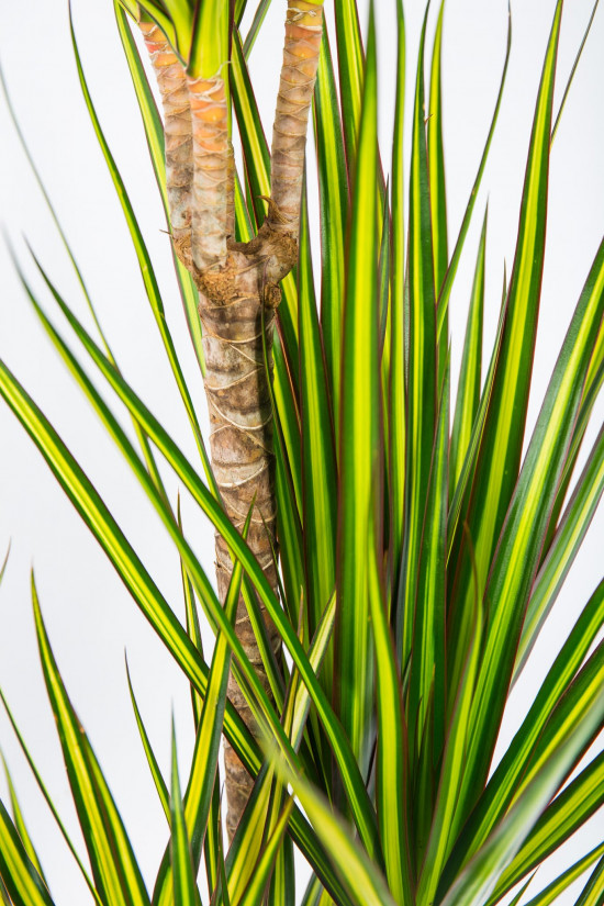 Dračinec vroubený, Dracaena marginata Sunray, 3 výhony, průměr květináče 21 cm-17465