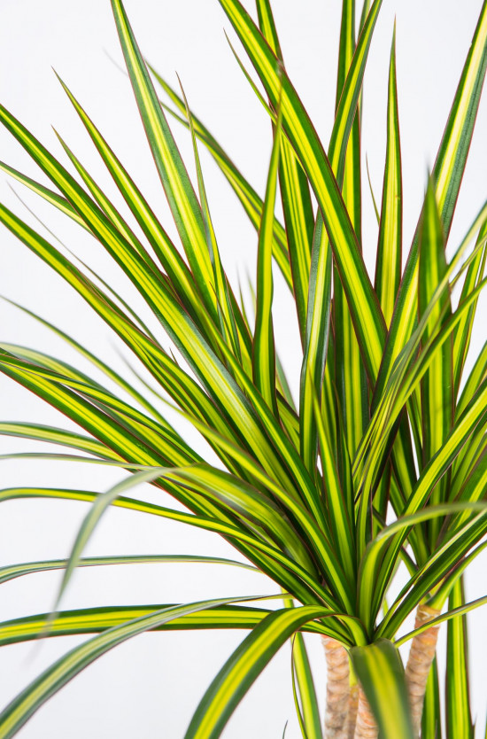 Dračinec vroubený, Dracaena marginata Sunray, 3 výhony, průměr květináče 21 cm-17466