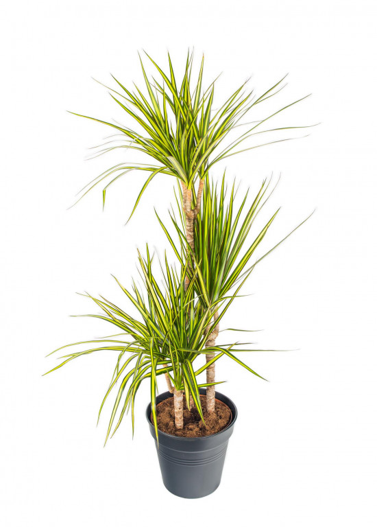 Dračinec vroubený, Dracaena marginata Sunray, 3 výhony, průměr květináče 21 cm-17467