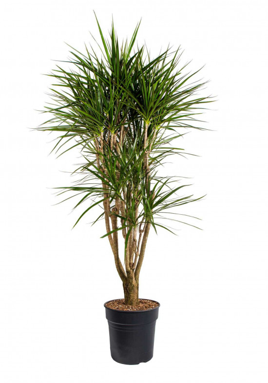 Dračinec vroubený, Dracaena marginata, větvený, průměr květináče 30 cm