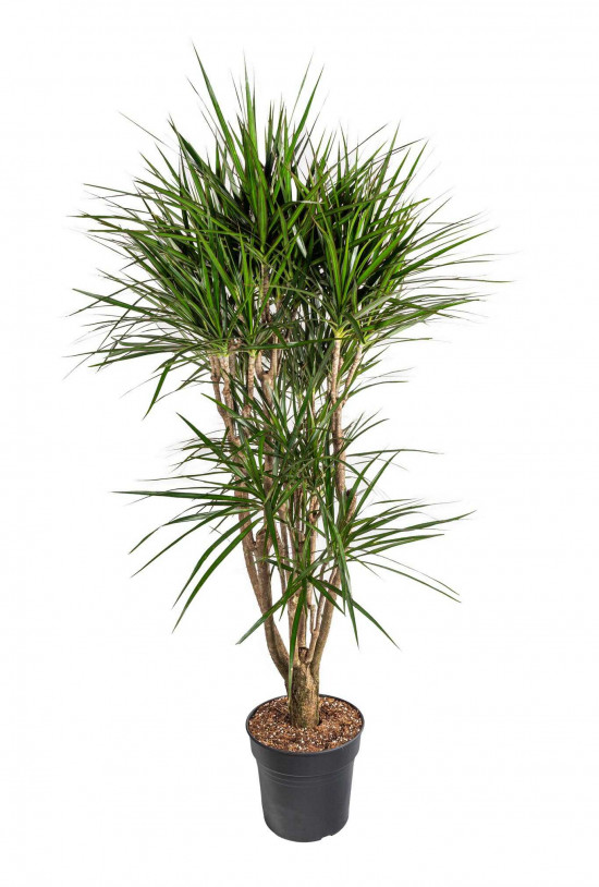 Dračinec vroubený, Dracaena marginata, větvený, průměr květináče 30 cm-23671